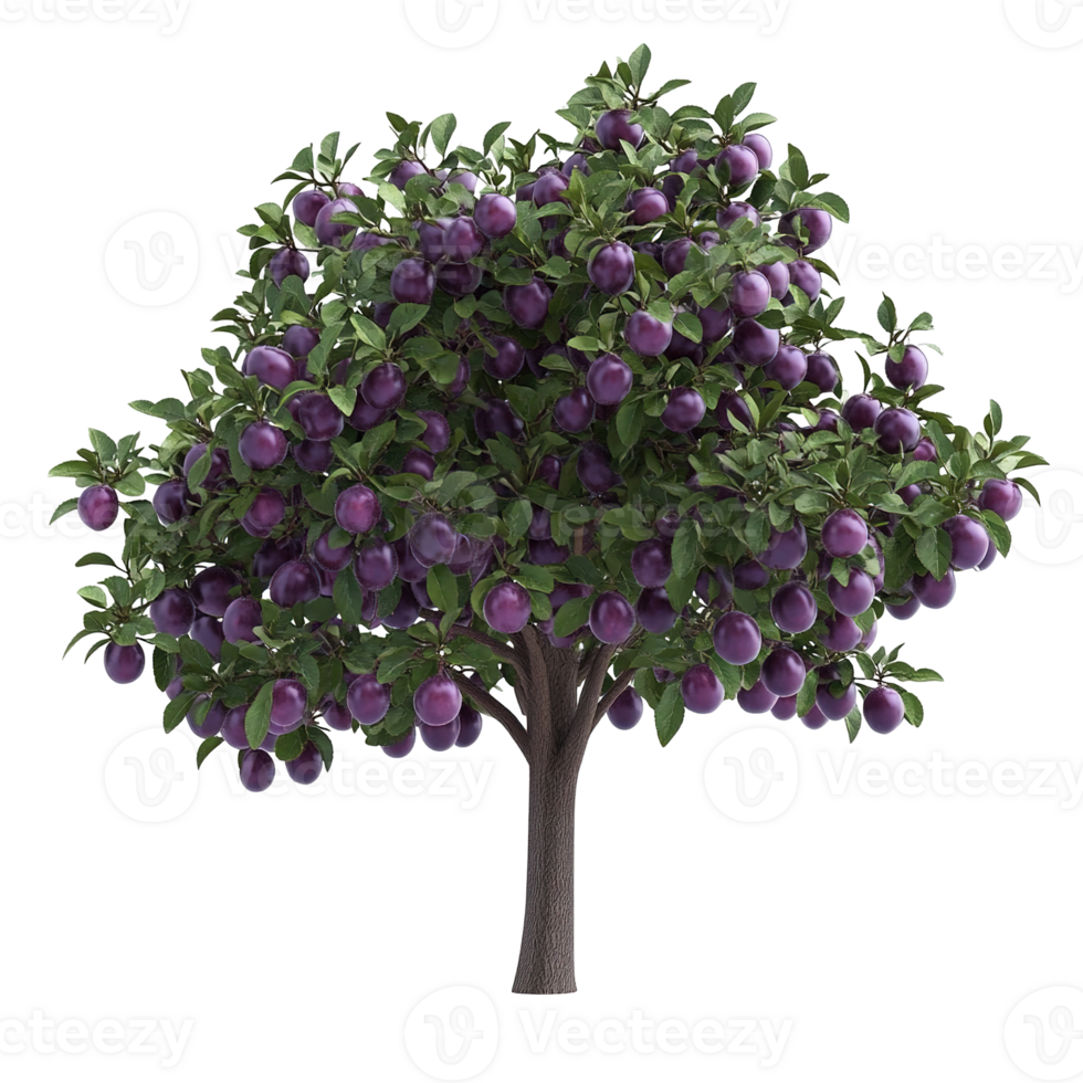 A plum tree abundant with ripe purple plums growing outdoors png