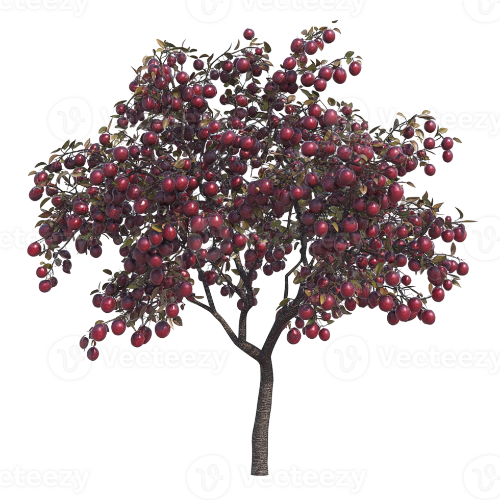 A dense tree covered with plentiful red ripe fruit png