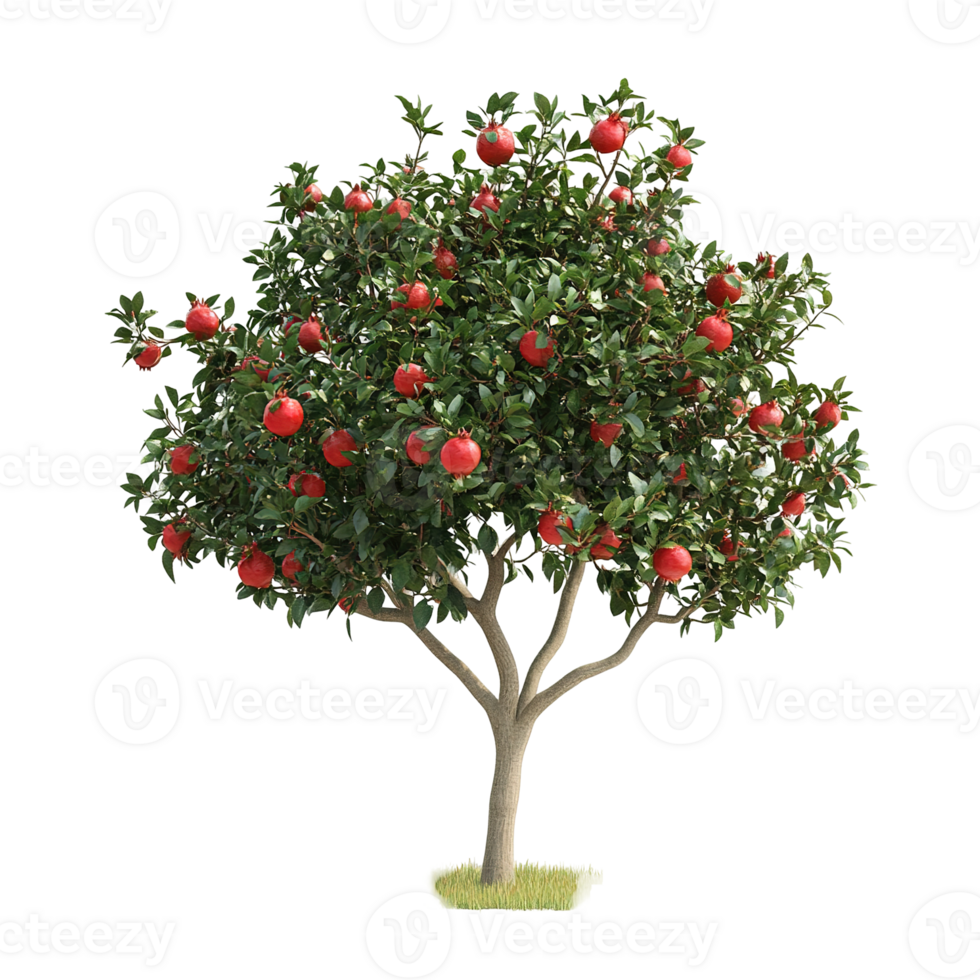 A healthy tree bearing red fruit is standing on a small patch png