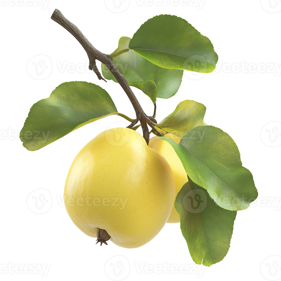 A detailed botanical view of yellow quince fruit and leaves png