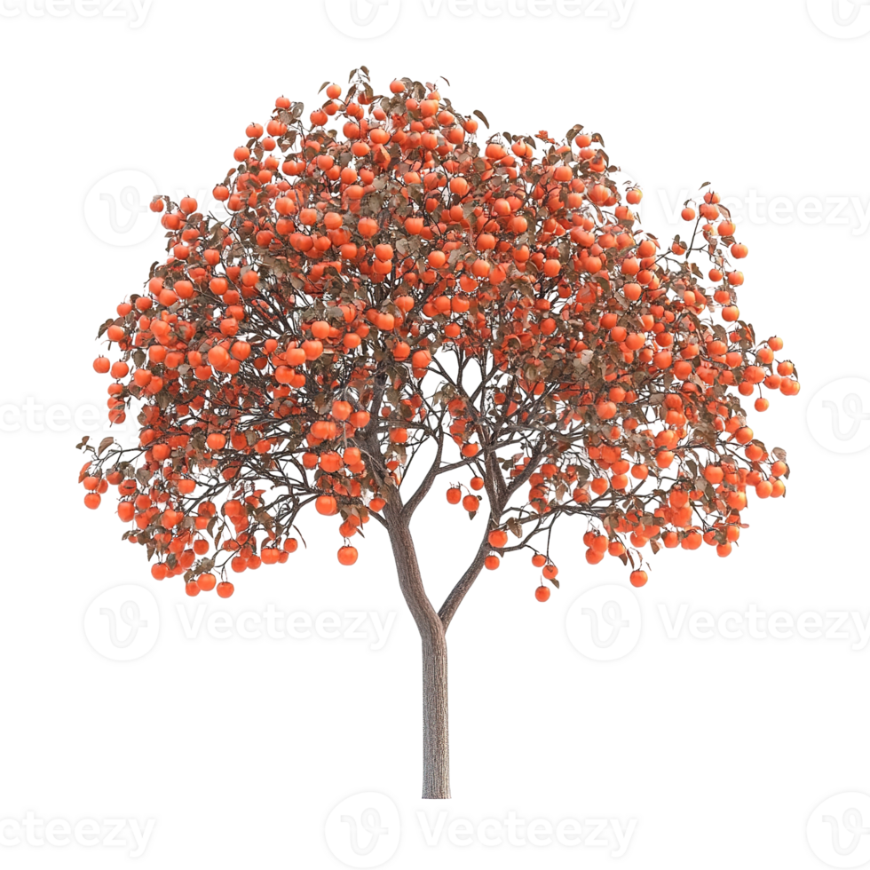 A tree laden with orange fruit stands in isolation beautifully png