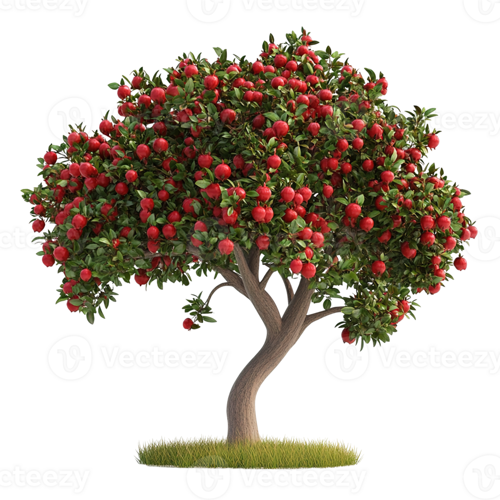 A healthy tree abundantly laden with ripe red fruit looks inviting png