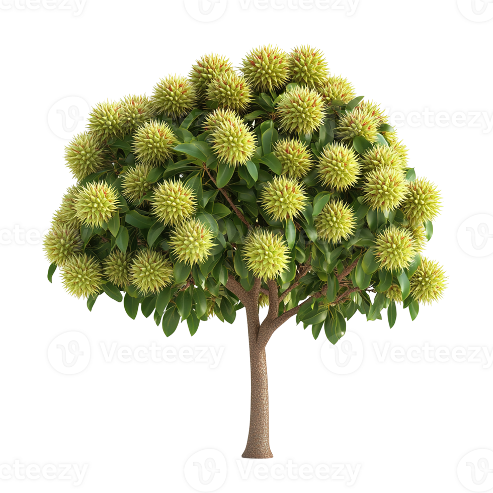 A detailed botanical image showing a unique tree with spherical fruit clusters png