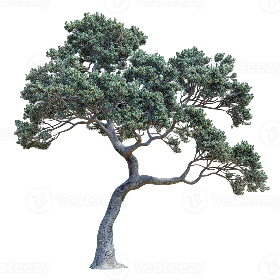 A detailed image of a weathered tree with dense green foliage png