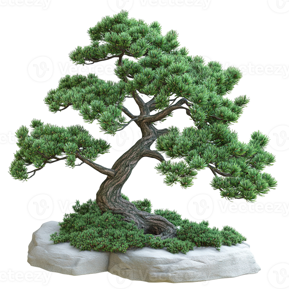 A well cultivated green bonsai tree growing on a stone png