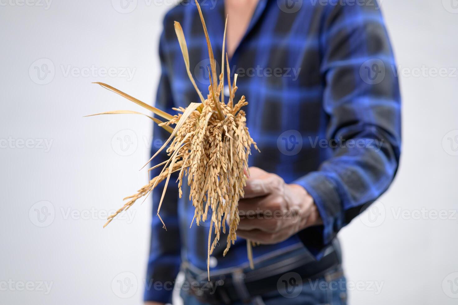 Close-up of Hand Holding Fresh Grain in Field Against Neutral Background photo