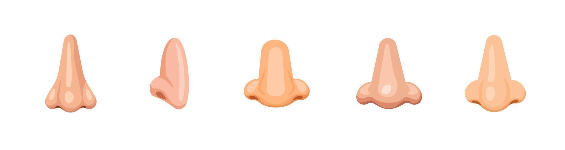 Collection of cartoon noses in various shapes and sizes for artistic and educational usage vector