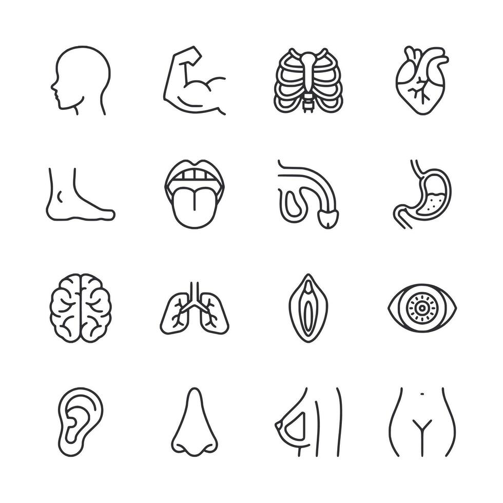 A set of medical icons including a brain, heart, and stomach vector