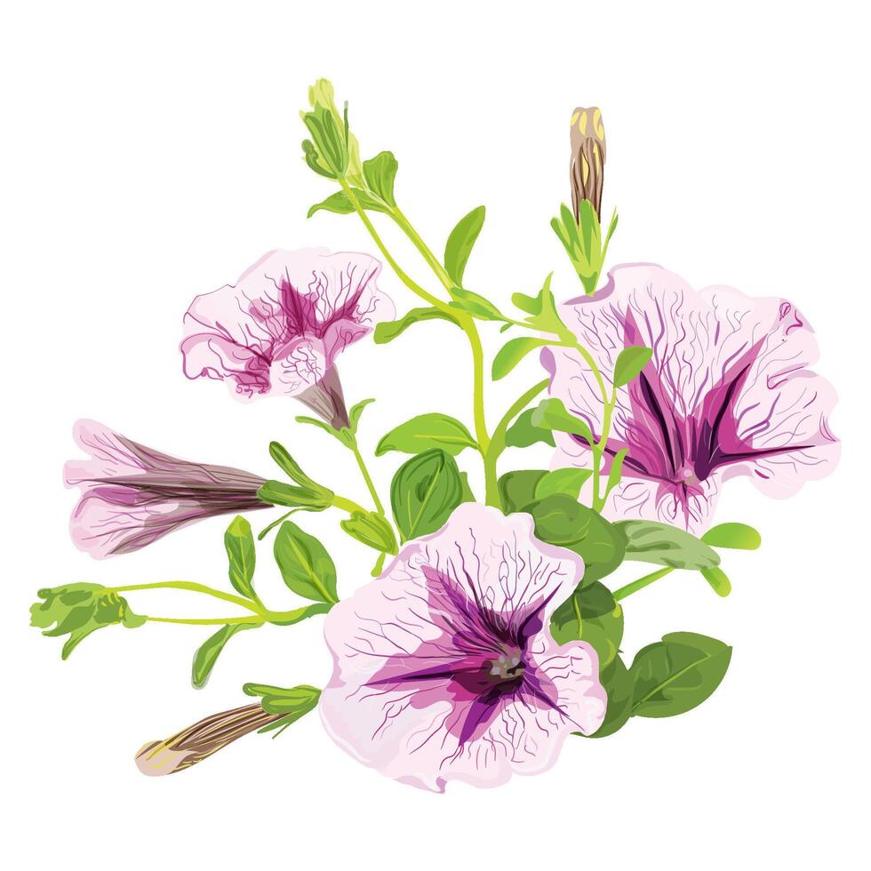 Hand drawing Petunia illustration vector