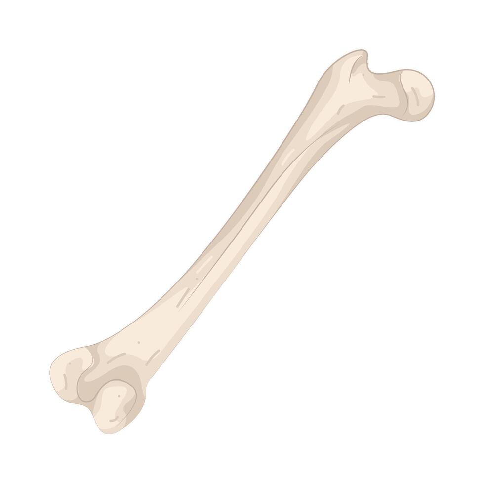 Illustration of Human Bone vector