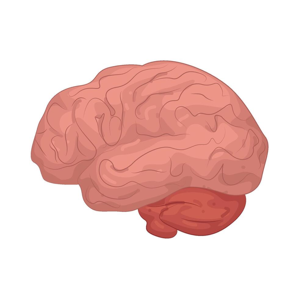 Illustration of a Brain vector
