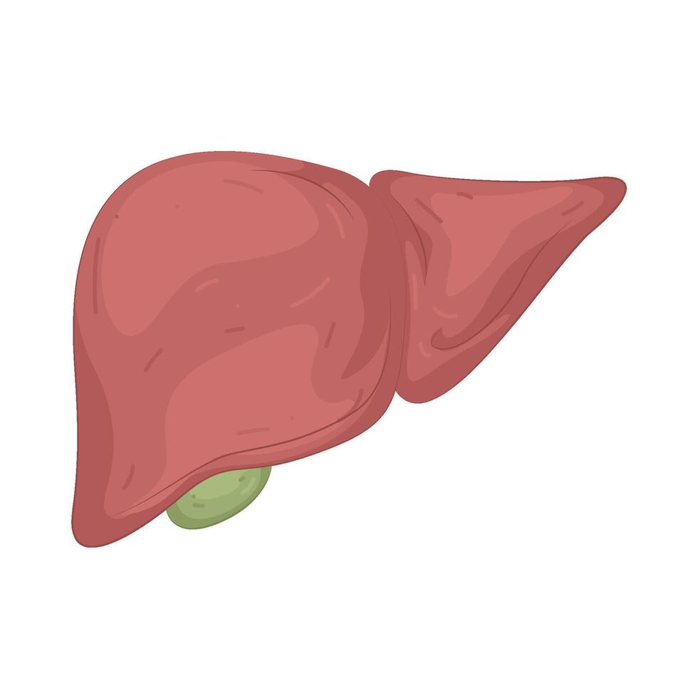 Illustration of a Liver vector