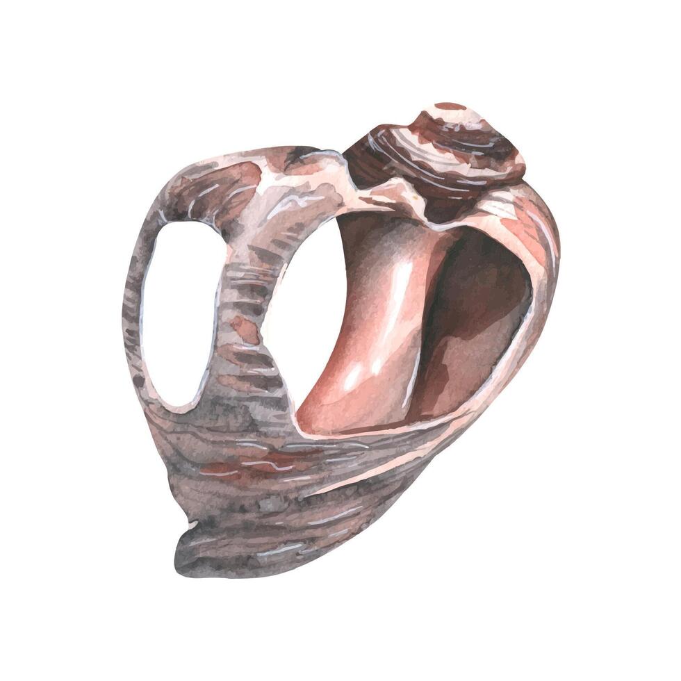 A ruined, broken seashell. Watercolor illustration. An isolated object from a large set of WHALES. For decoration and design, marine and beach compositions, prints, stickers, postcards, posters. vector