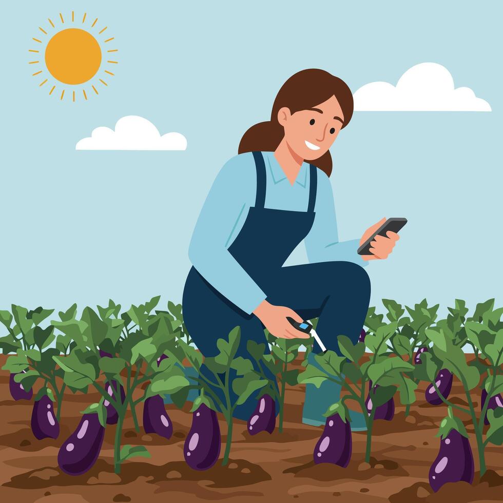 Woman Farmer Checking Eggplant Quality Using Mobile Phone on Farm vector