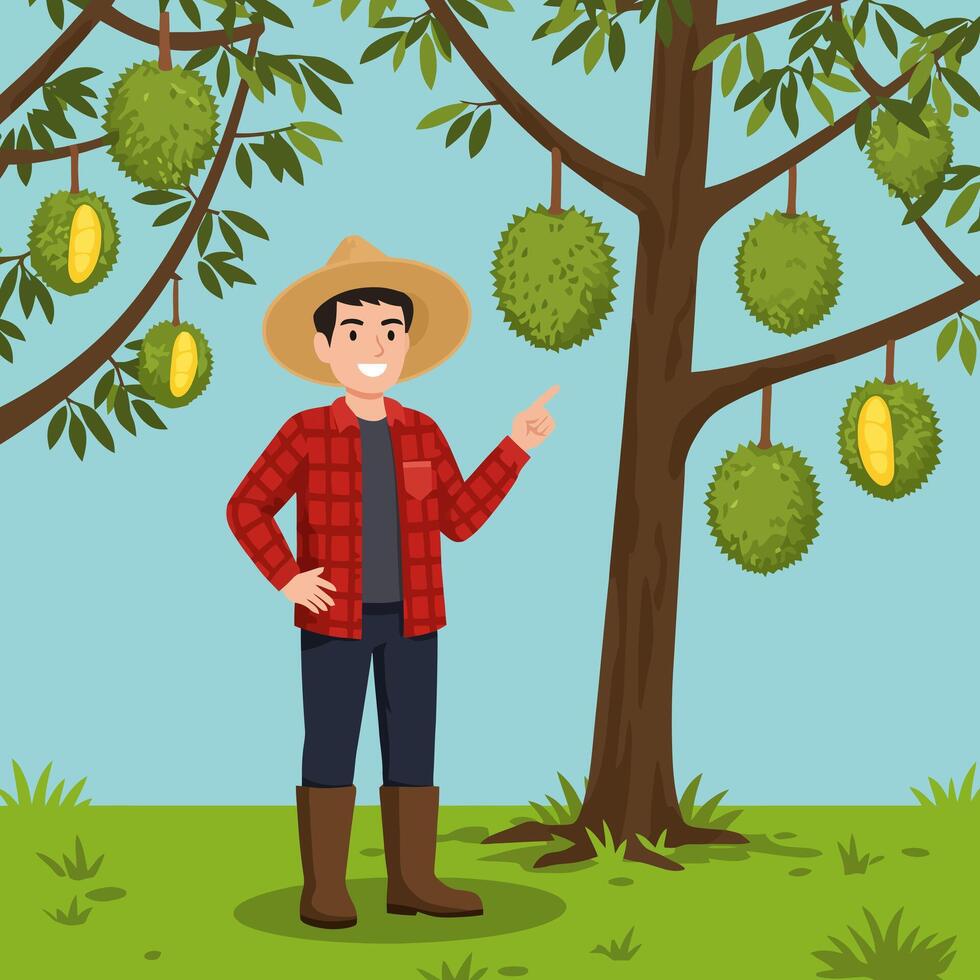 Farmer Pointing to Durian Fruit Growing on Tree in Orchard vector