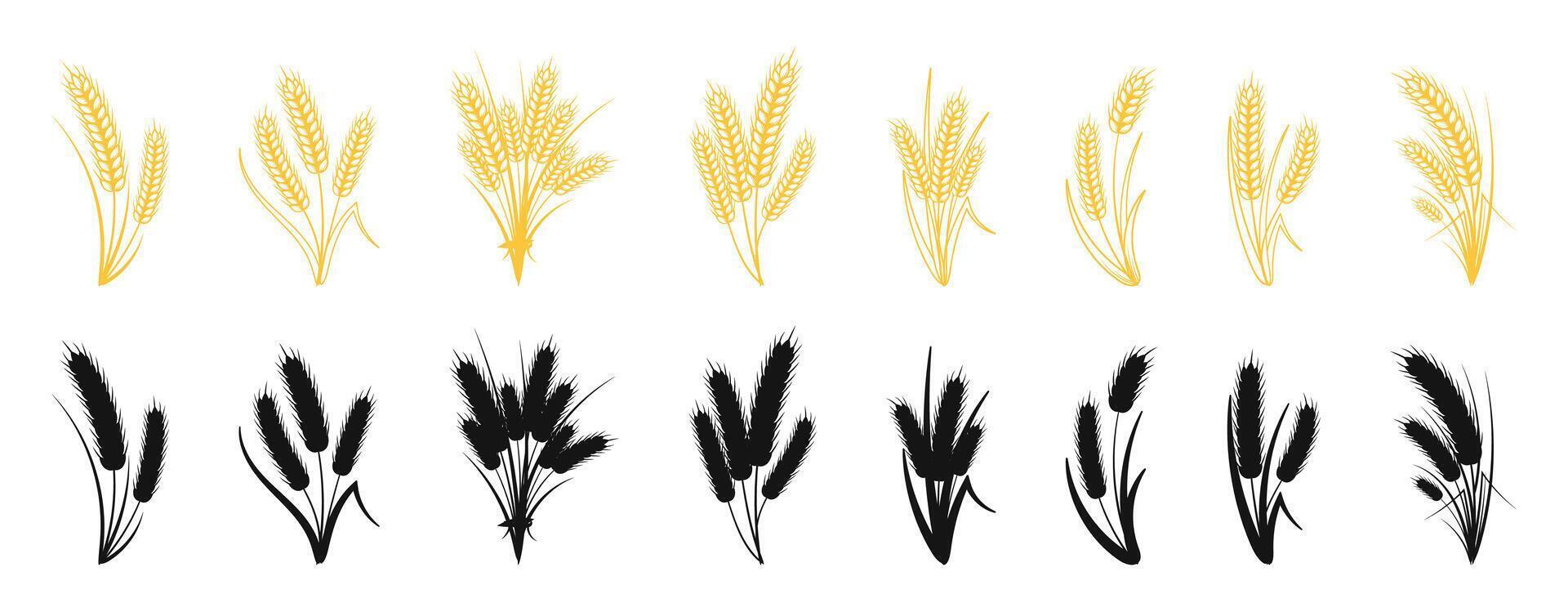 Wheat and Barley Ear Illustrations Set vector