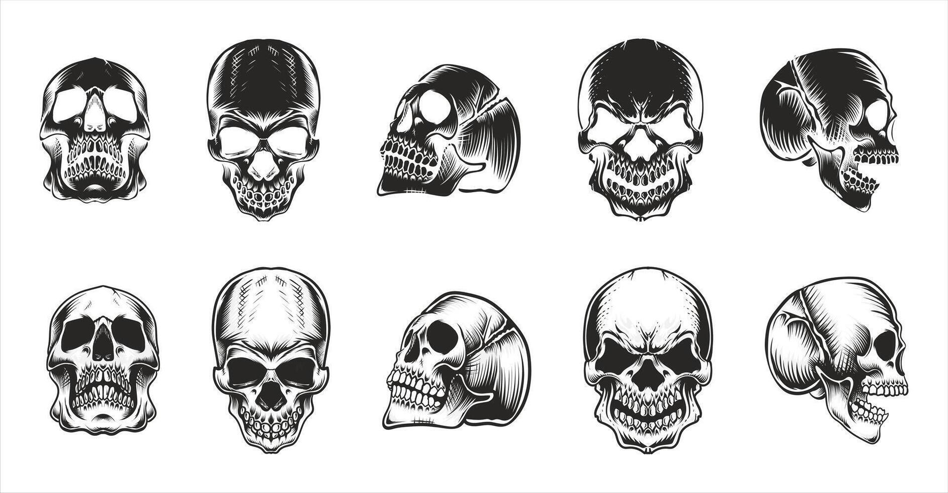 Detailed Skull Sketch Illustrations vector