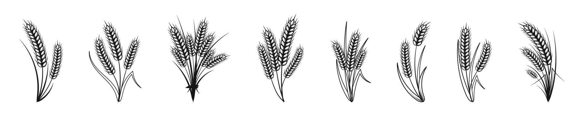 Wheat Ears Illustration Set vector