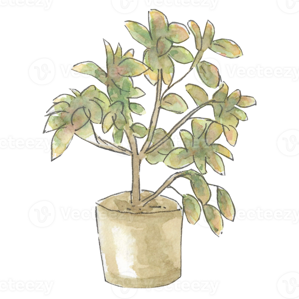 A tree with big green leaves in a brown pot that is drawn and painted by hand in watercolor fine art style png