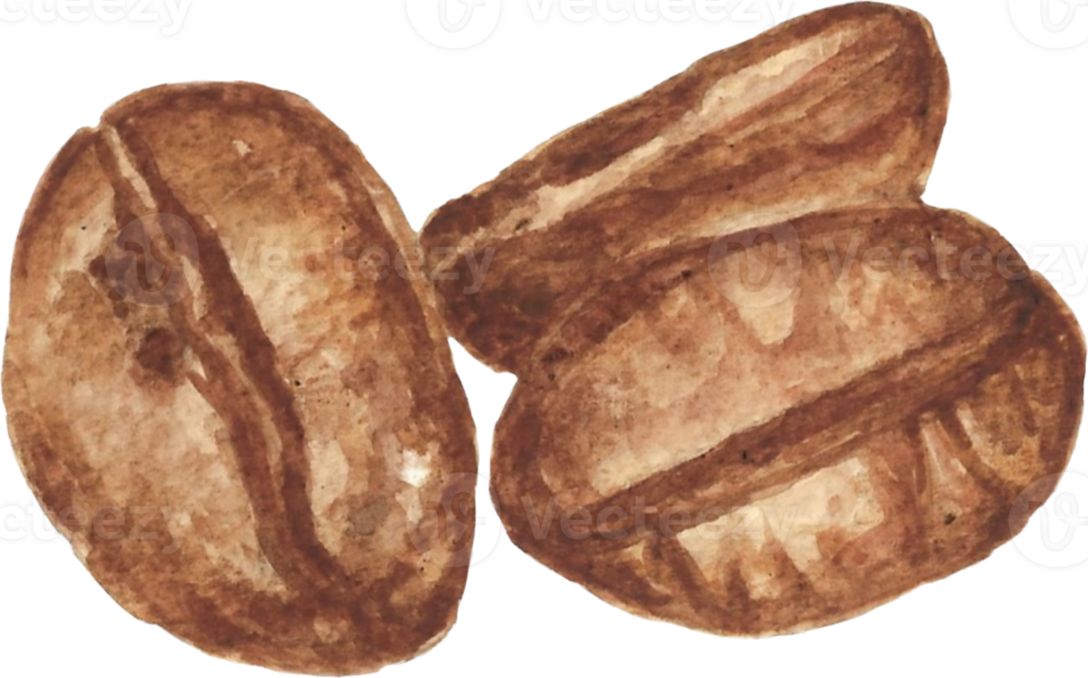 Coffee Beans that are drawn and painted by hand in watercolor fine art style png