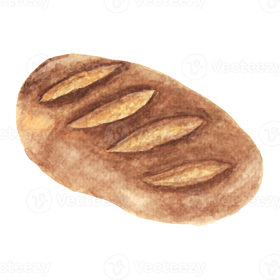 A sourdough that is drawn and painted by hand in watercolor fine art style png