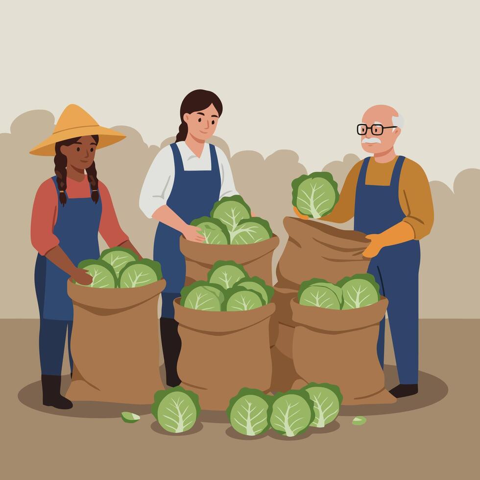 Farmers Harvesting Fresh Cabbage and Filling Burlap Sacks Together vector