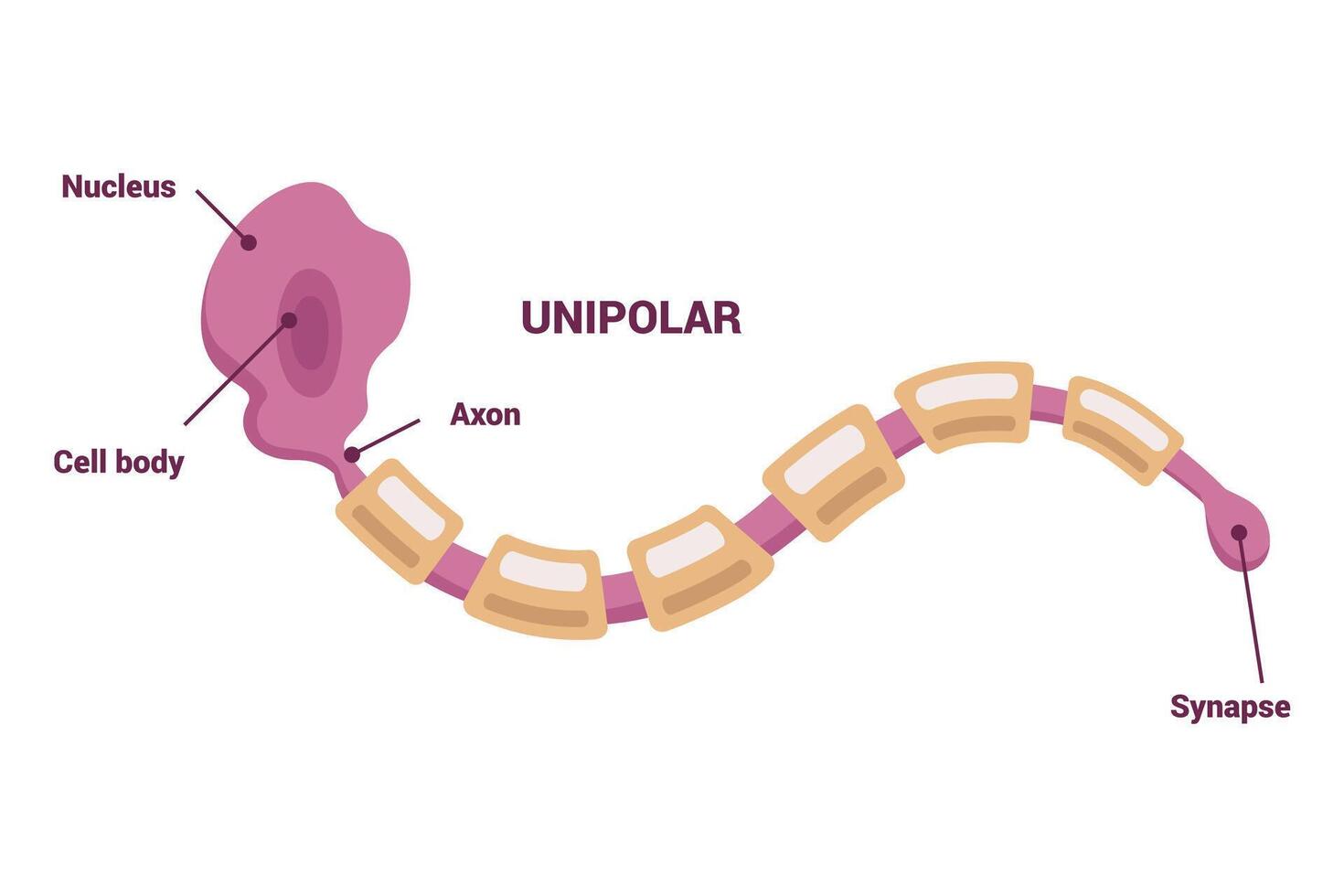 Neuron network and Type of Neurons An Informative Visual Guide for Everyone vector