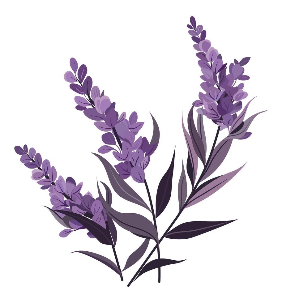 Bunch of lavender flowers on a white background vector