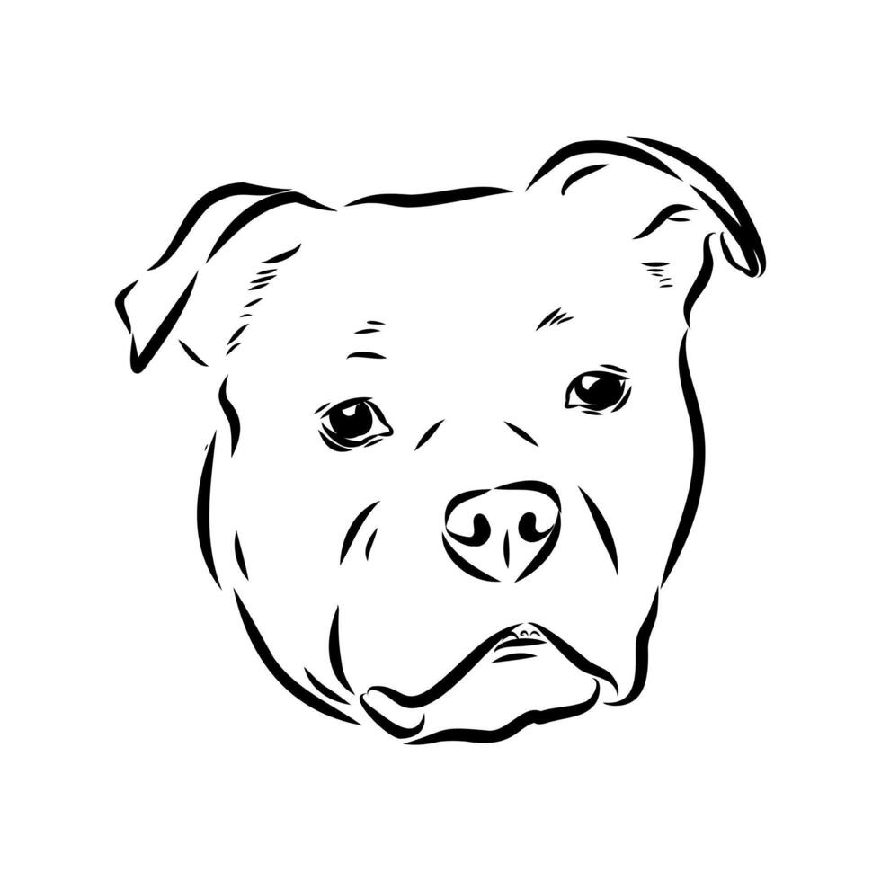American bulldog head drawing vector