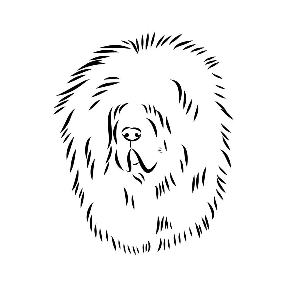 Tibetan Mastiff guard dog drawing vector