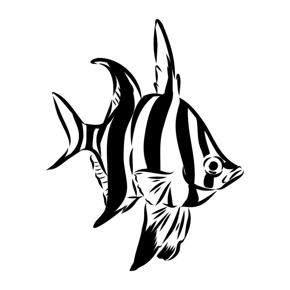 sea fish Australian stickleback handmade drawing vector