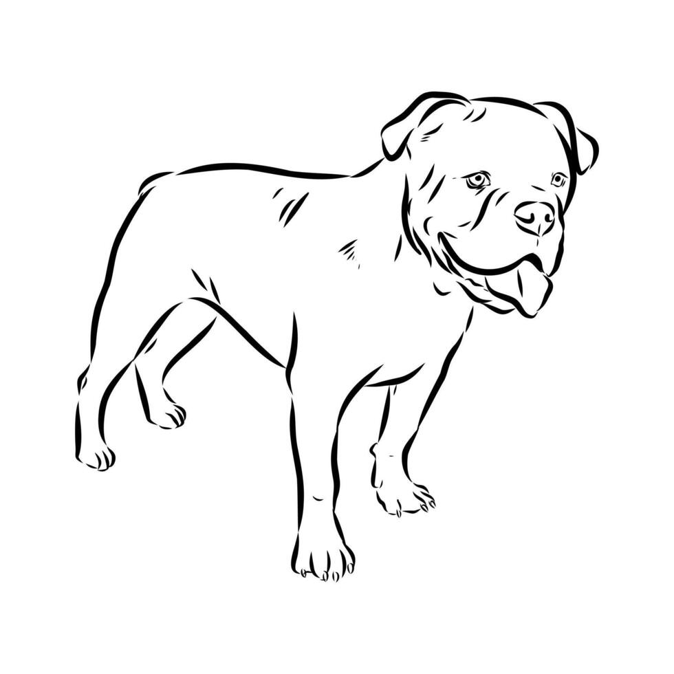 American Alapakh bulldog handmade drawing vector