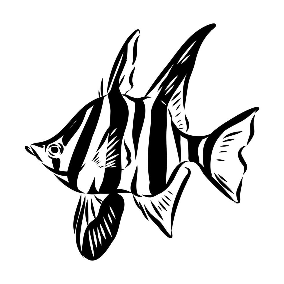 sea fish Australian stickleback vector