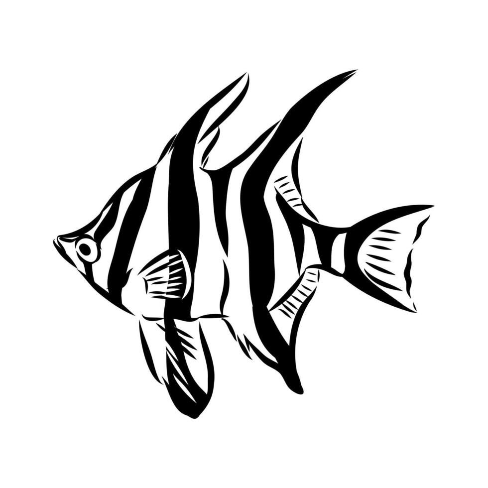 sea fish Australian stickleback sketch vector