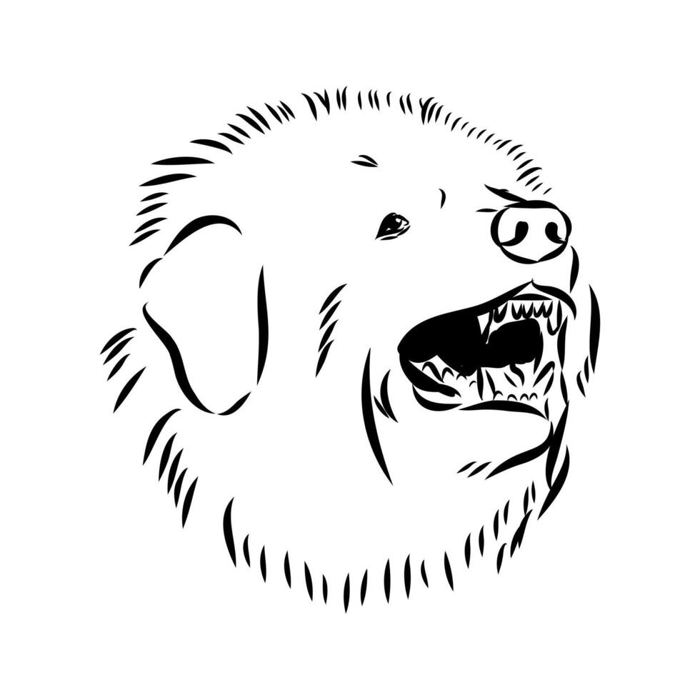Tibetan mastiff guard dog head vector