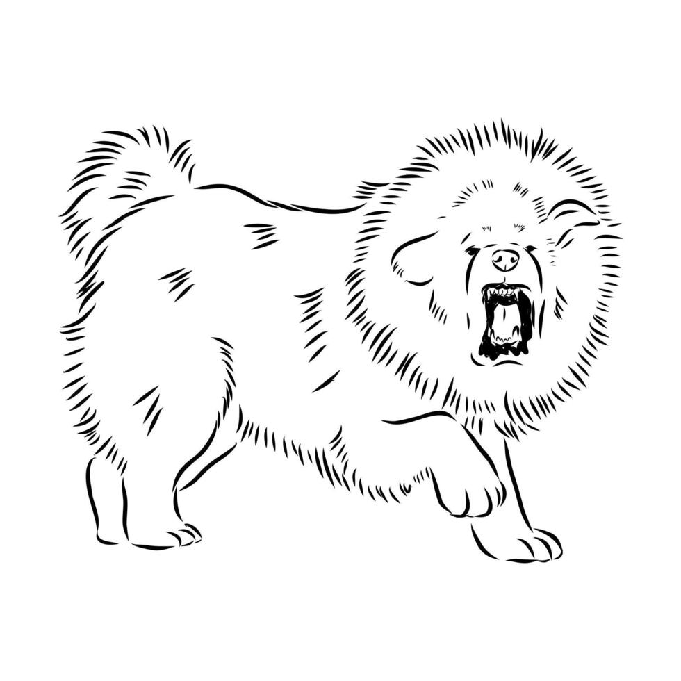 Tibetan mastiff guard dog vector
