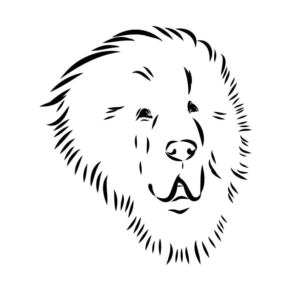 Tibetan mastiff dog head hand-drawn vector