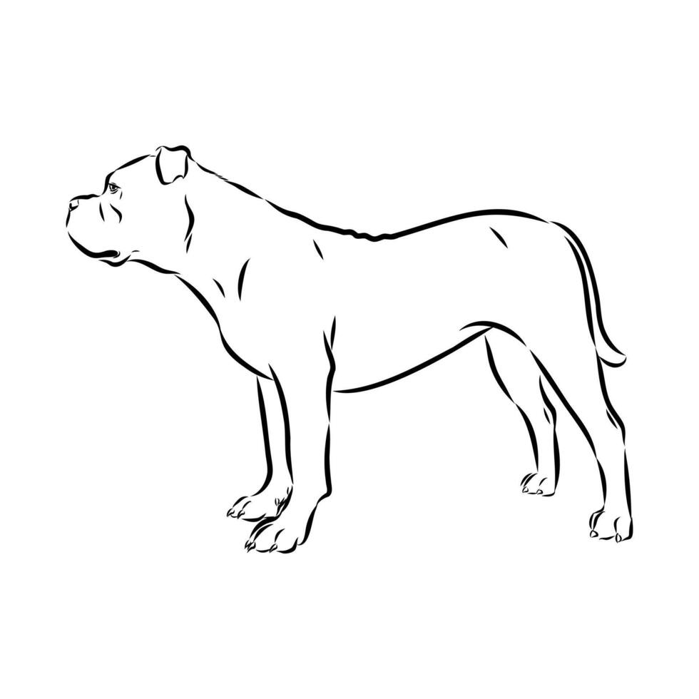 guard dog American Alapakh bulldog vector