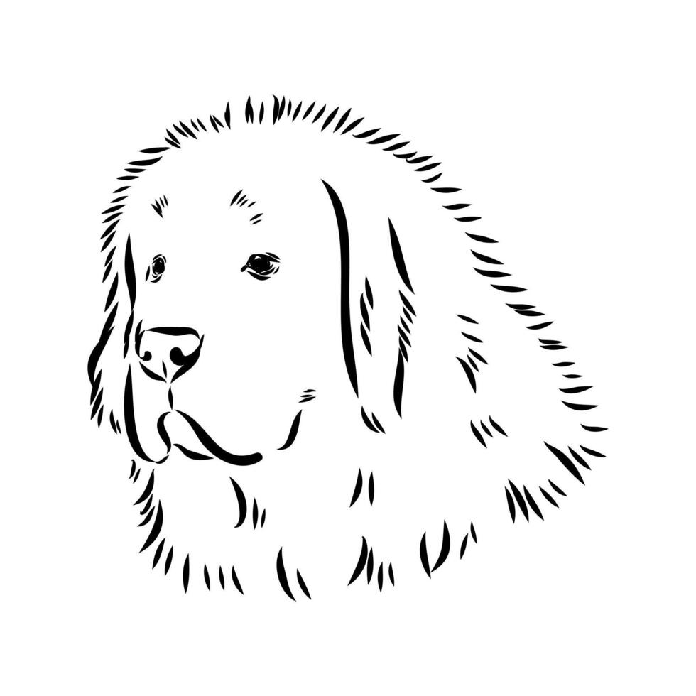 Tibetan mastiff dog head sketch vector
