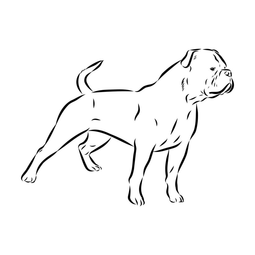 Alapakh bulldog dog black and white sketch vector