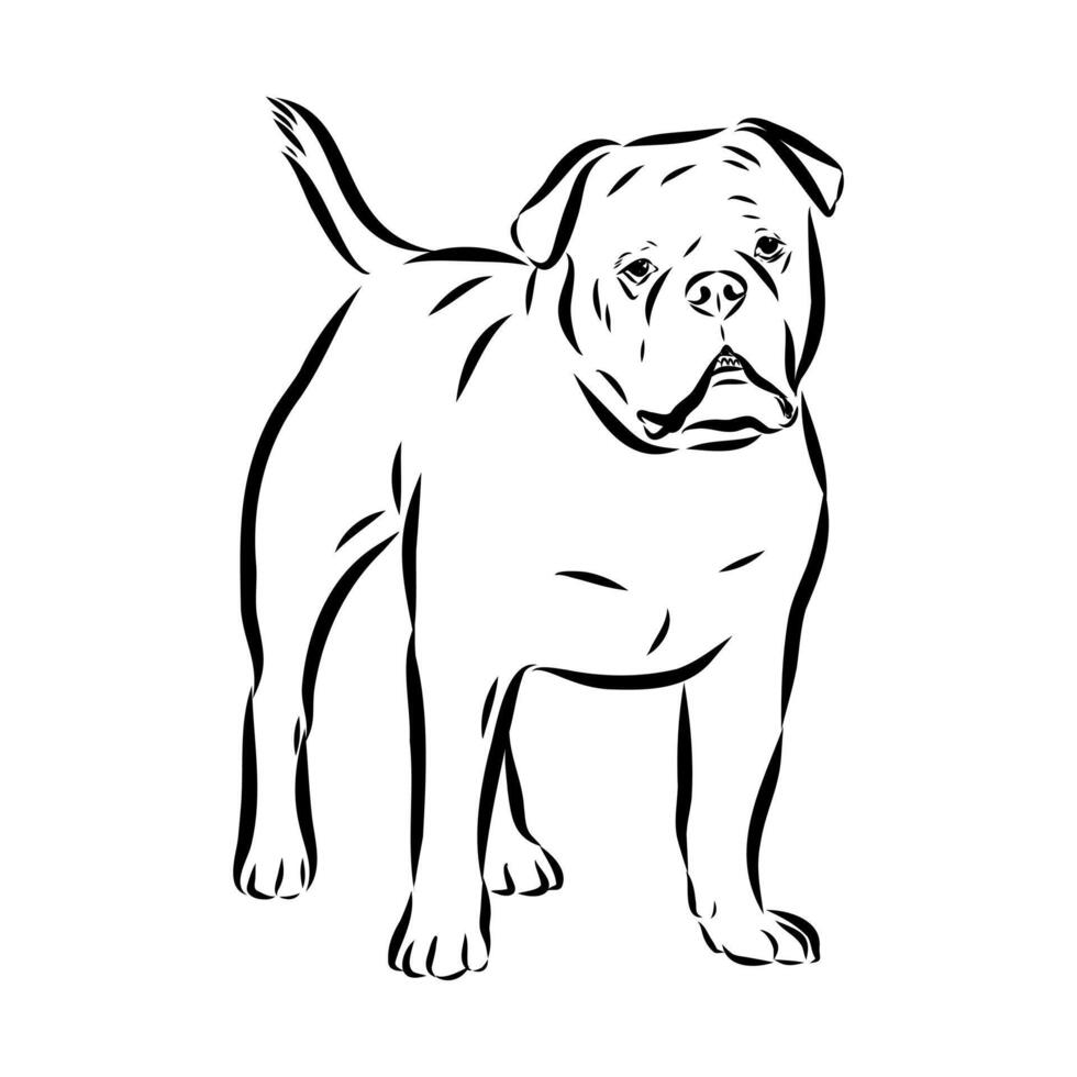 American Alapakh bulldog vector