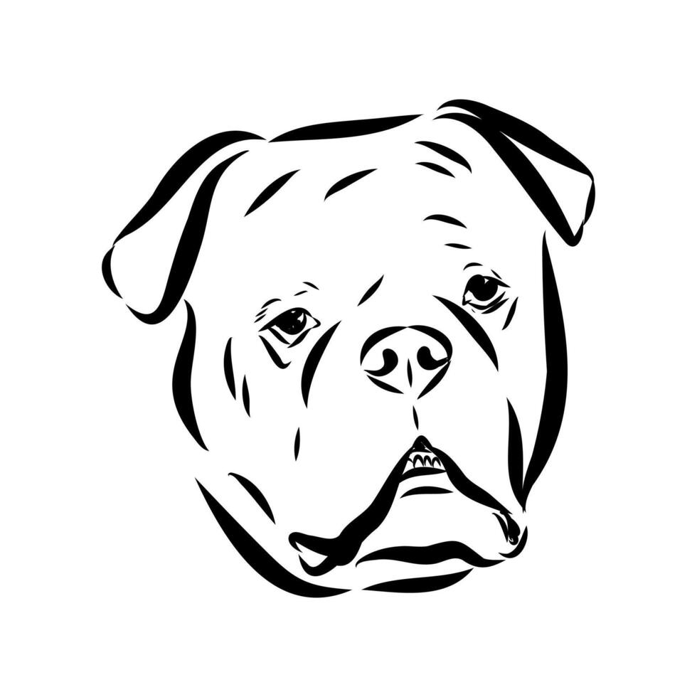 the head of a rare dog Alapakh bulldog handmade sketch vector