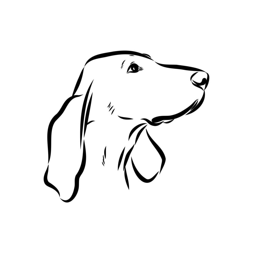 dog head porcelain hound handmade sketch vector