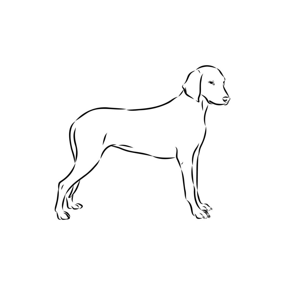 rare breed porcelain hound handmade sketch vector