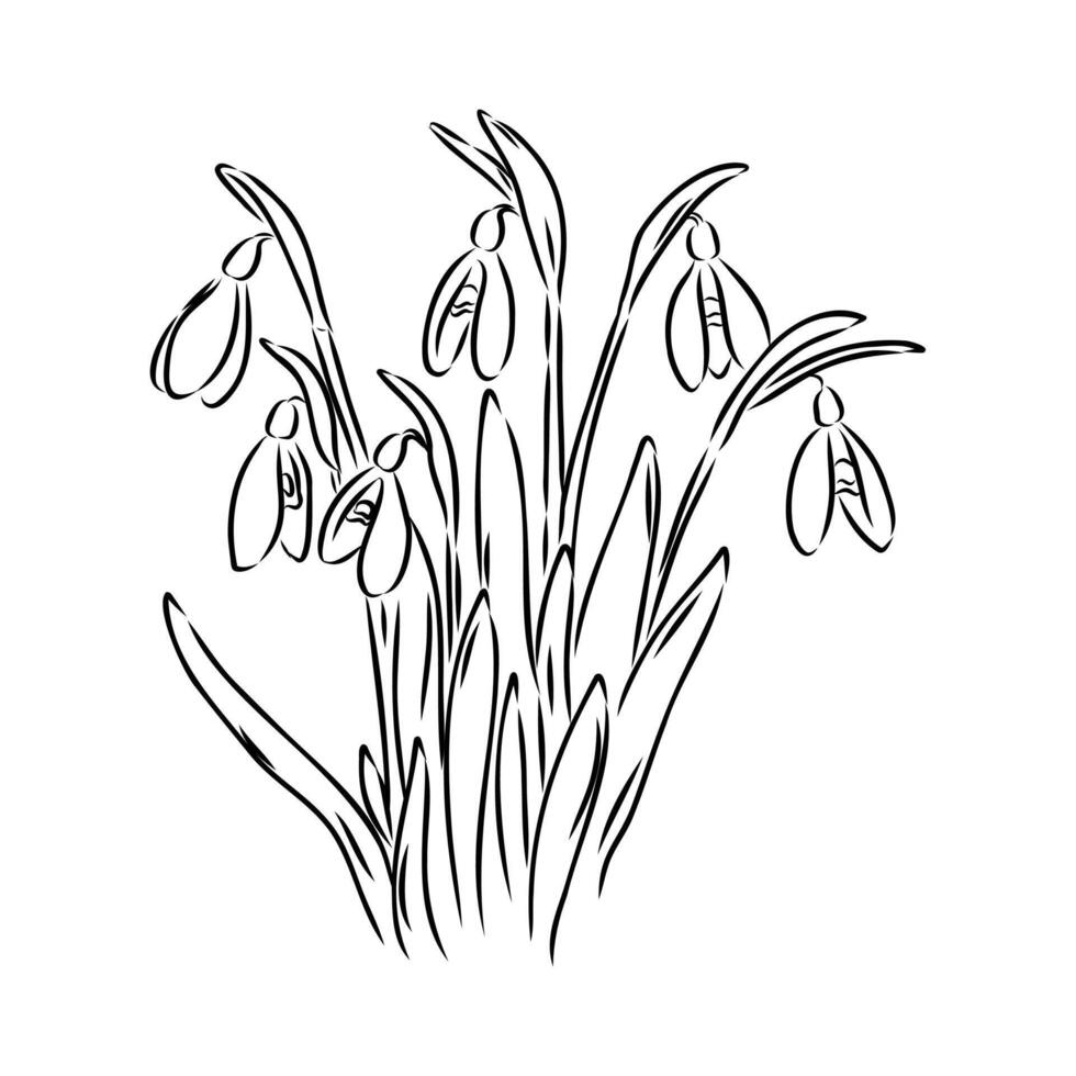spring flowers snowdrops sketch vector