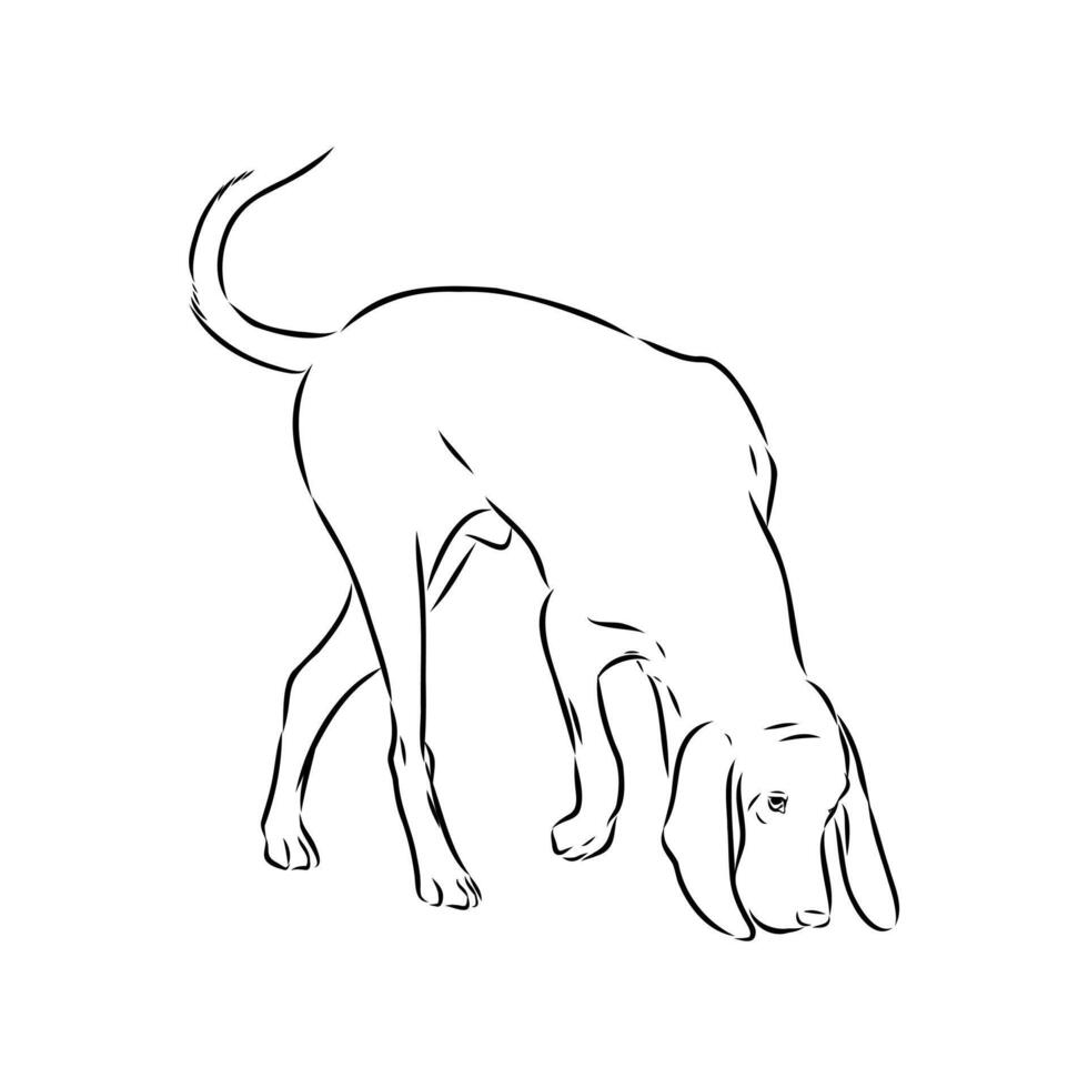graceful dog porcelain hound sketch vector