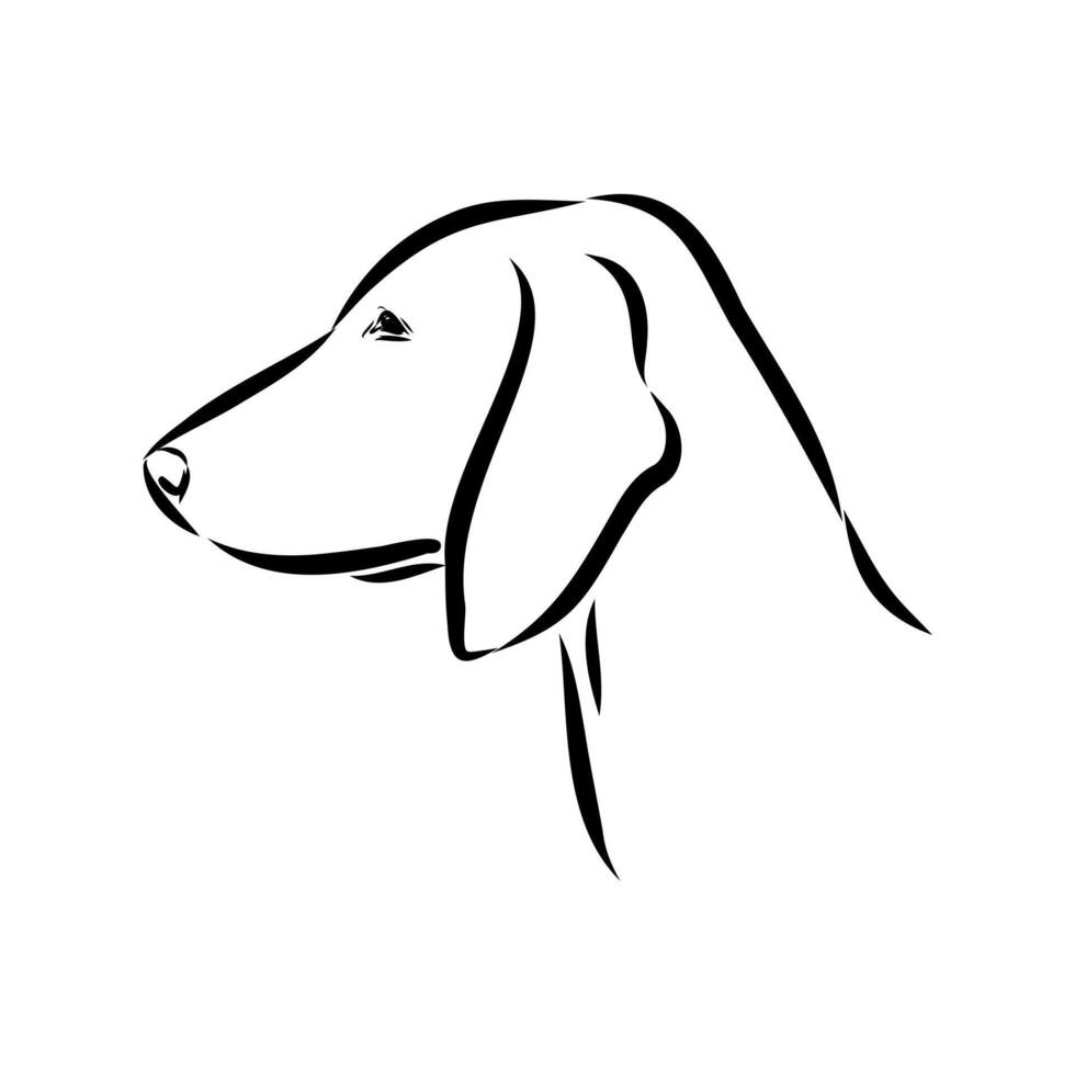The head of a noble dog porcelain hound sketch vector
