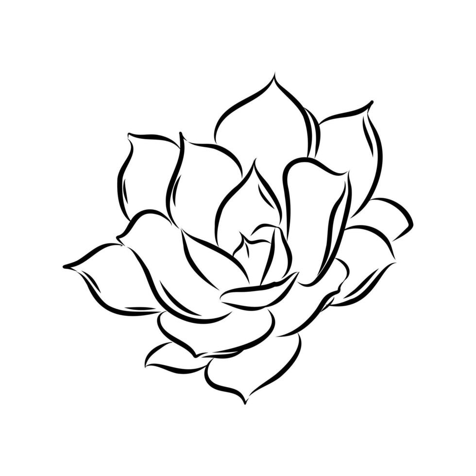 ornamental plants succulents drawing vector
