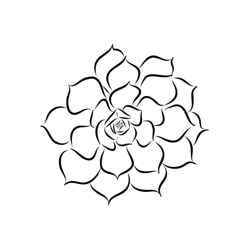 decorative succulents hand-drawn vector