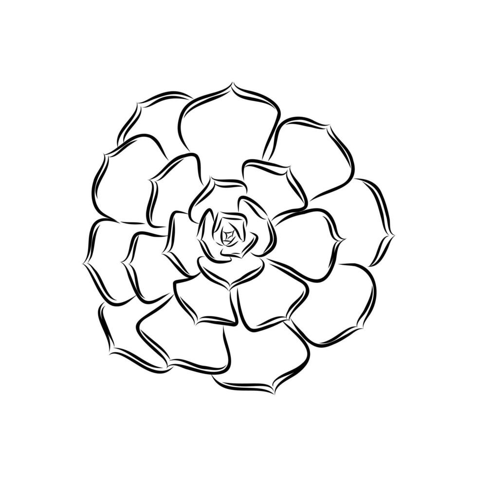 ornamental plants succulents vector